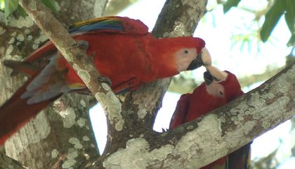 Scarlet macaws in Costa Rica